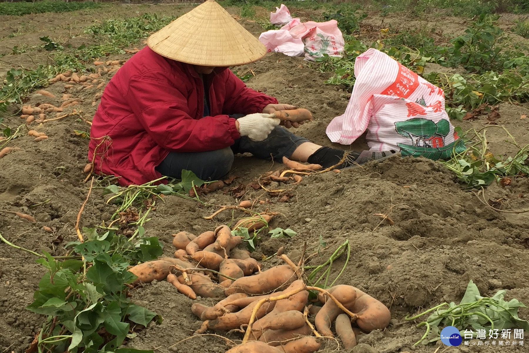 滿地的地瓜，農婦忙著去土裝袋準備載回家儲存。(記者/黃芳祿攝)