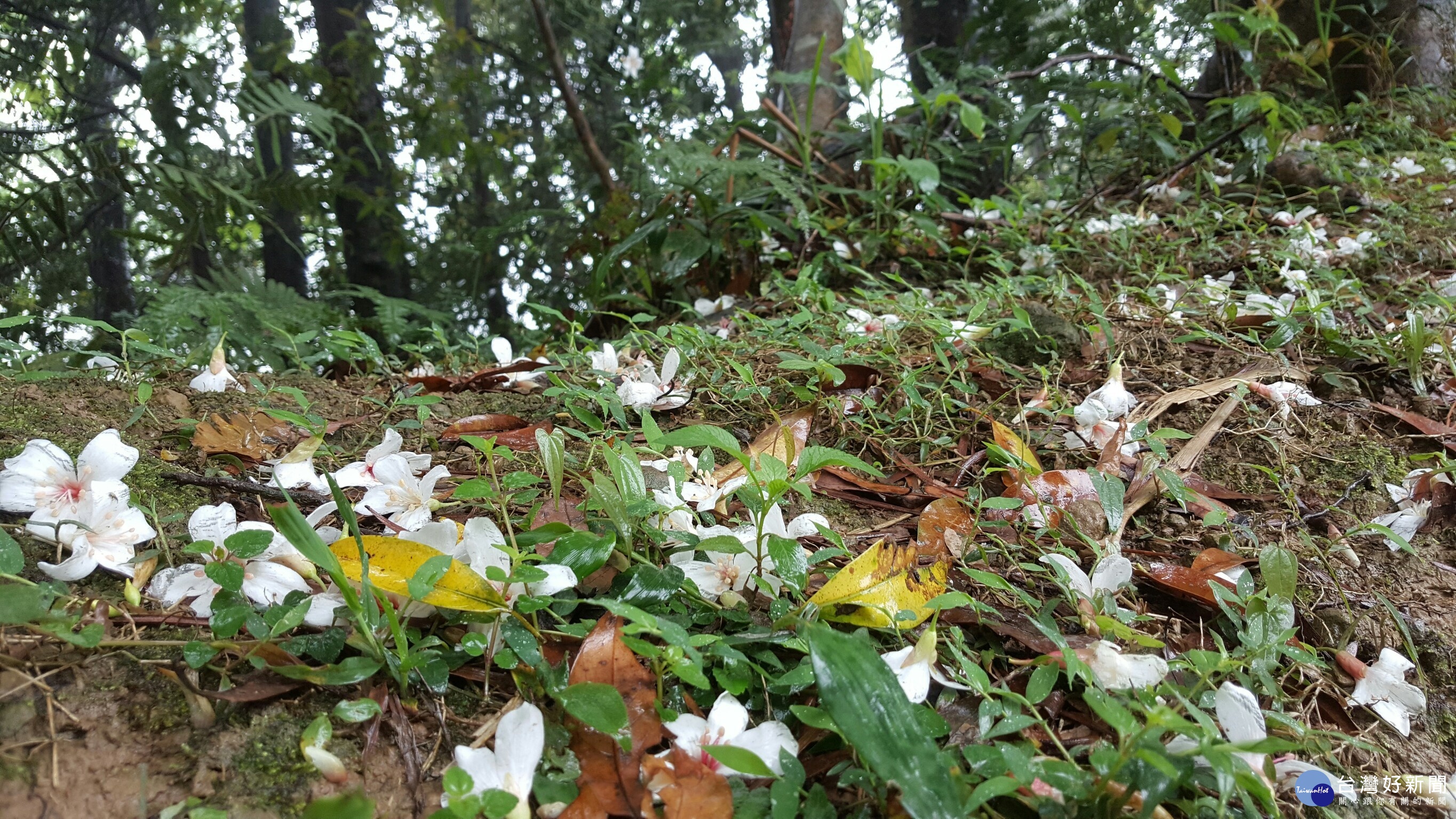 花期雖較晚，小粗坑古道已有桐花綻放。