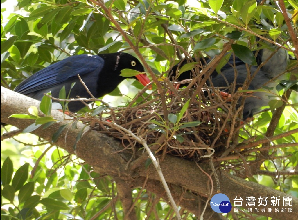 台北市動物保護處表示，台灣藍鵲是保育類野生動物，因此攻擊台灣藍鵲可能會被罰處最高30萬元罰金，提醒民眾注意。（圖／台北市動物保護處）