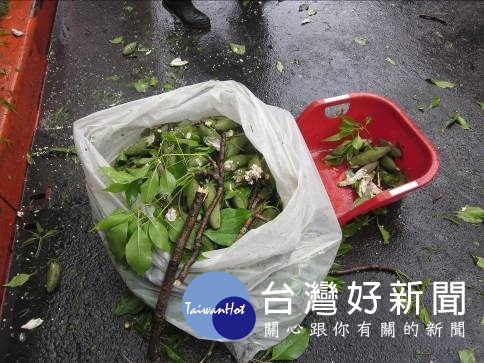 台北市公園處會派人持續於木棉落果開裂前，進行打果工作，讓木棉持續一季火紅。（圖／台北市公園處）