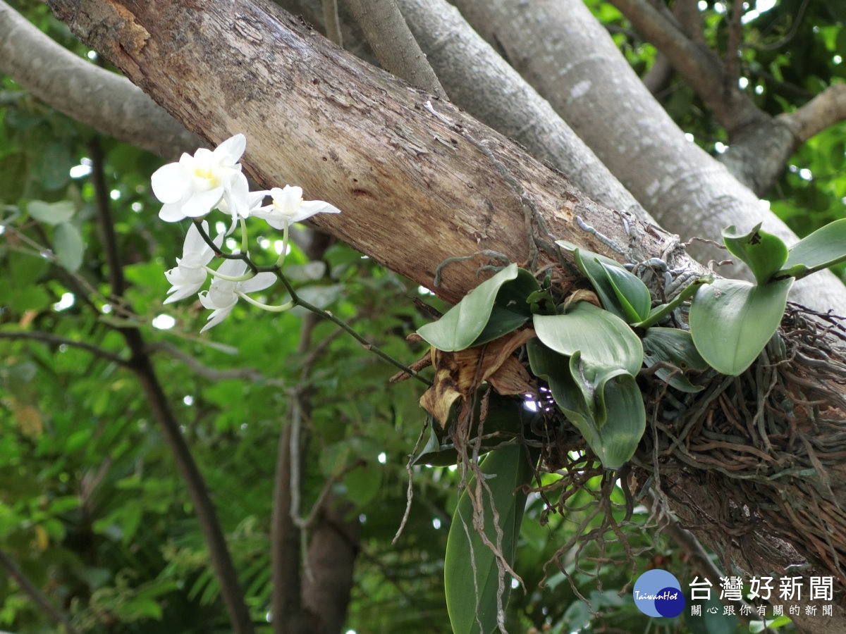 科博館植物園旁的大榕樹上，「台灣阿嬤」-台灣原生種蝴蝶蘭，白色在母親節前夕已經綻放。（記者賴淑禎攝）