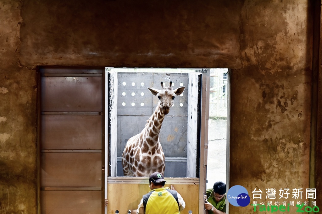 （圖／台北市立動物園提供）