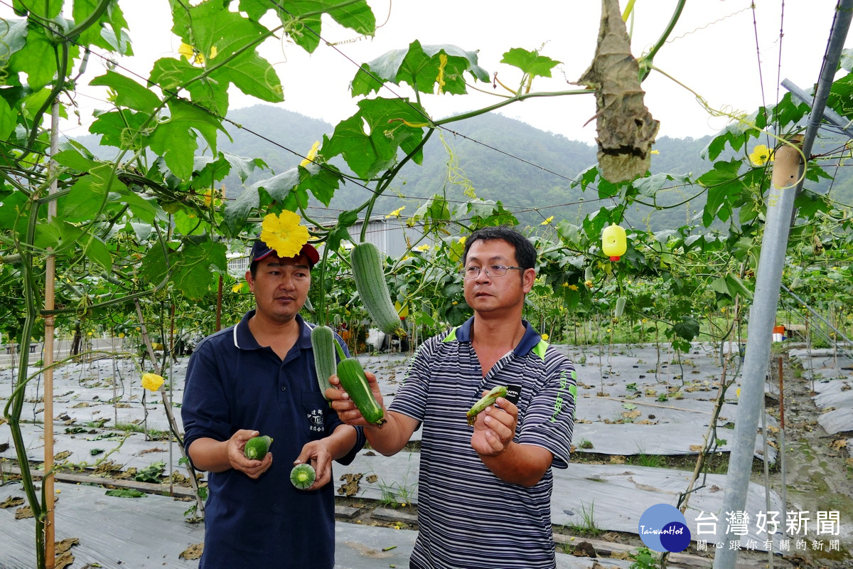 頭社村長黃順昱（右）指出絲瓜若授粉不完全的話，就無法長成筆直形狀。