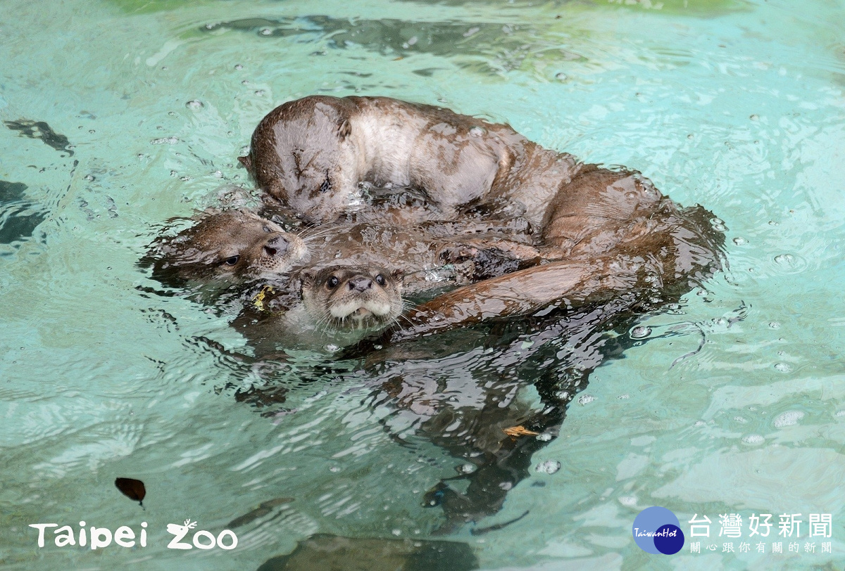 水獺（圖／台北市立動物園提供）