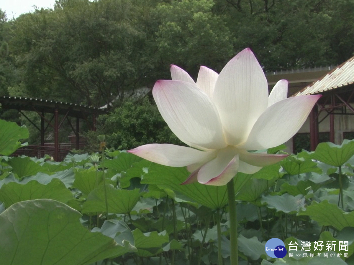 竹科靜心湖蓮花開　湖畔美景超吸睛