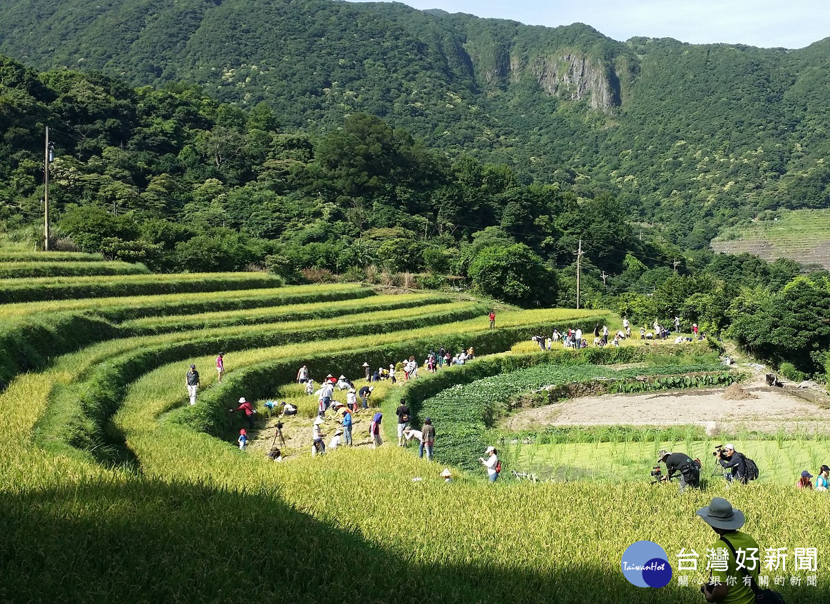 石門百年水梯田以友善耕作所種植的千歲米喜迎豐收