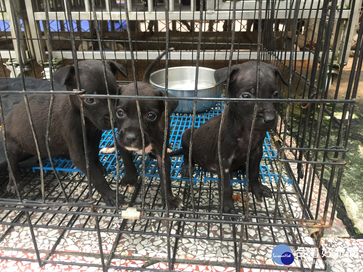 建築老舊　新店動物之家將整建