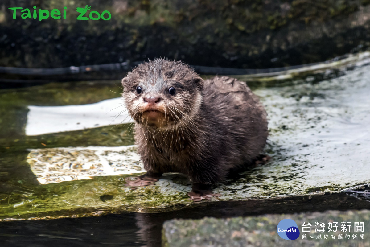 水獺寶寶學游泳，全家人當教練（圖／台北市立動物園）