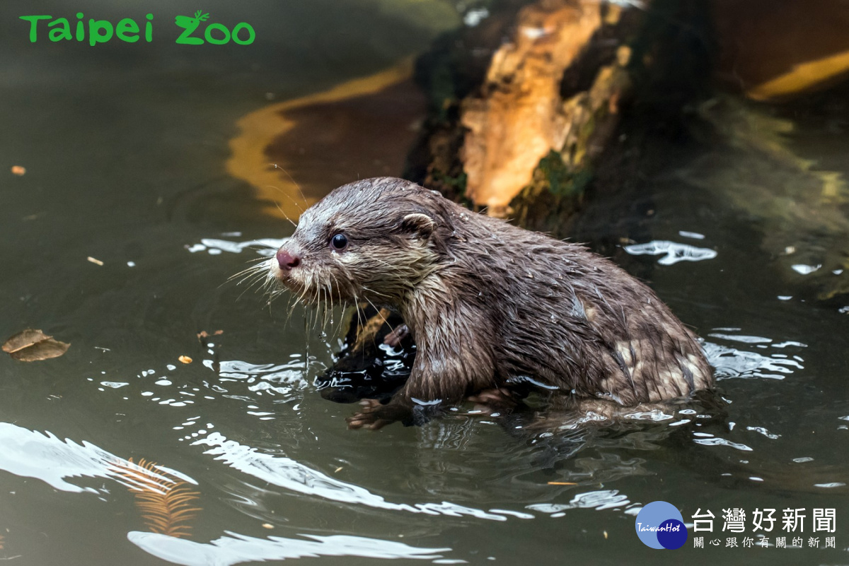 水獺寶寶學游泳，全家人當教練（圖／台北市立動物園）