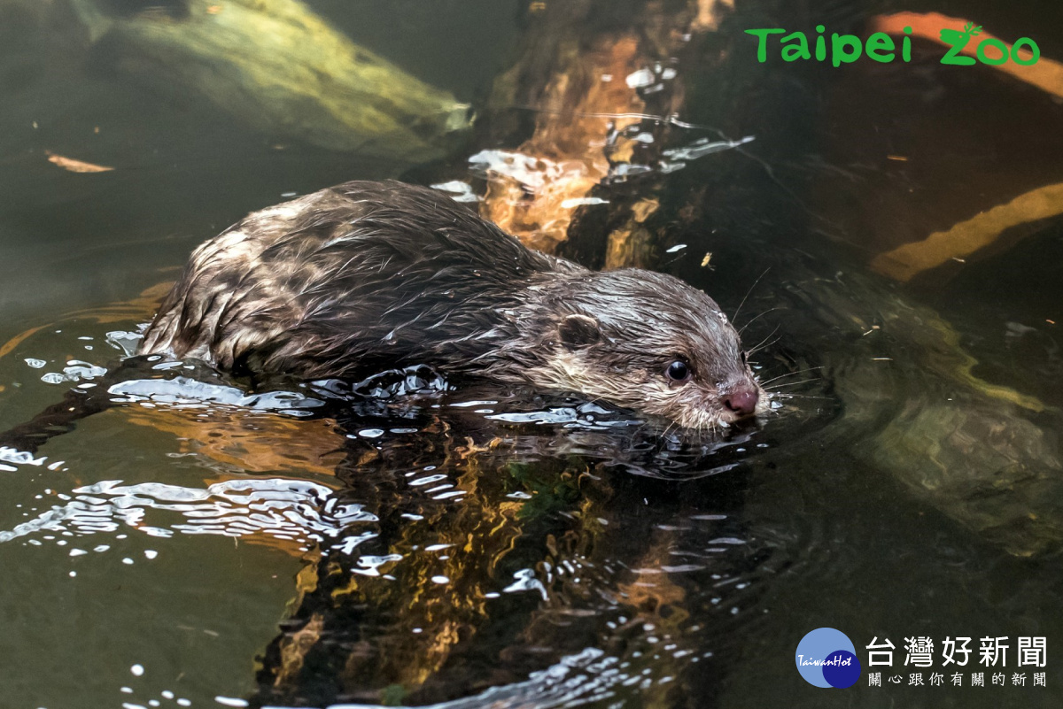 水獺寶寶學游泳，全家人當教練（圖／台北市立動物園）