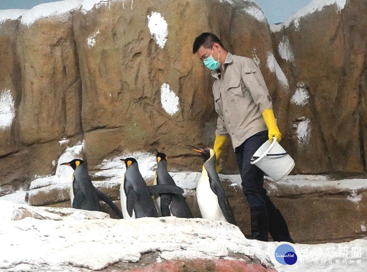 動物園歡迎民眾在每日上午1030及下午330的餵魚時間，一起來仔細觀察，國王企鵝積極進食的樣貌。（圖／台北市立動物園提供）