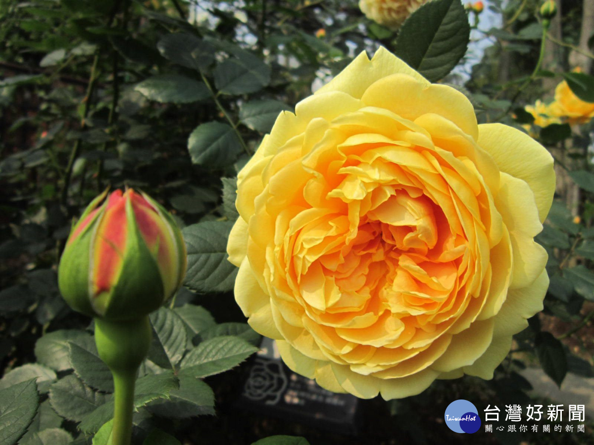 金色慶典花色為濃黃色，不易凋謝，香味具濃濃的甜果香味，植株強健抗病,枝條柔軟可攀藤於花架上。