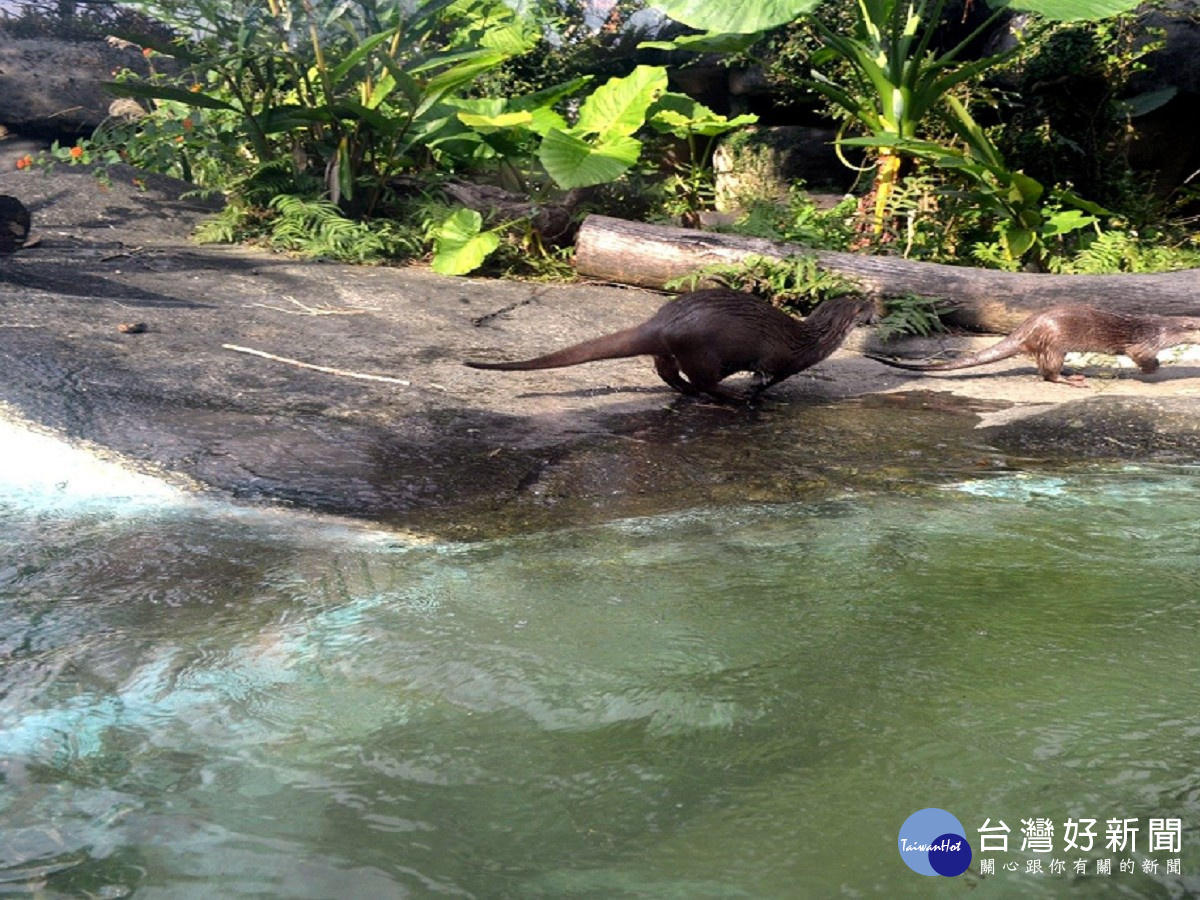 歐亞水獺「小金」（左）和「金莎」（右）配對成功（圖／台北市立動物園提供）