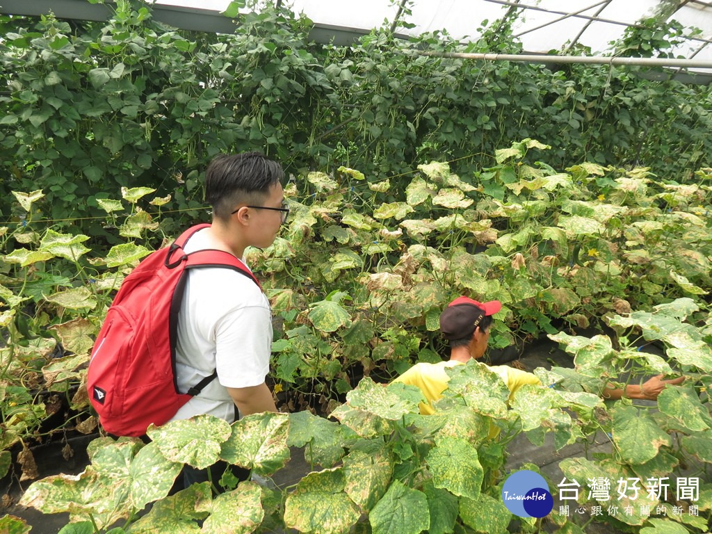 帶領民眾進入農田，親近友善農業，參觀農民種的有機網室小黃瓜。