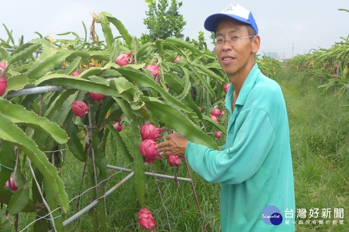 新農人周韋全捐滿園火龍果義賣。