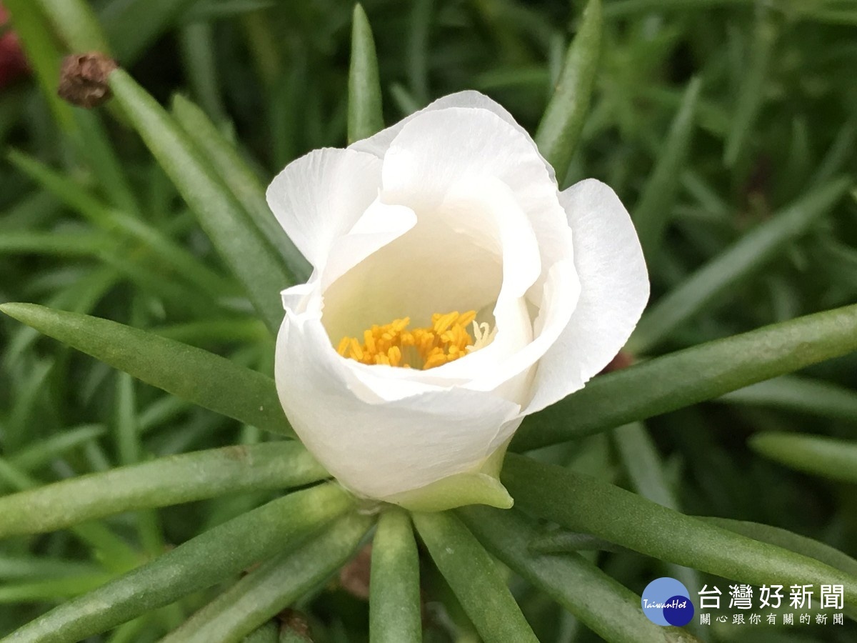 清晨尚未開花的白色松葉牡丹 模樣秀麗可人