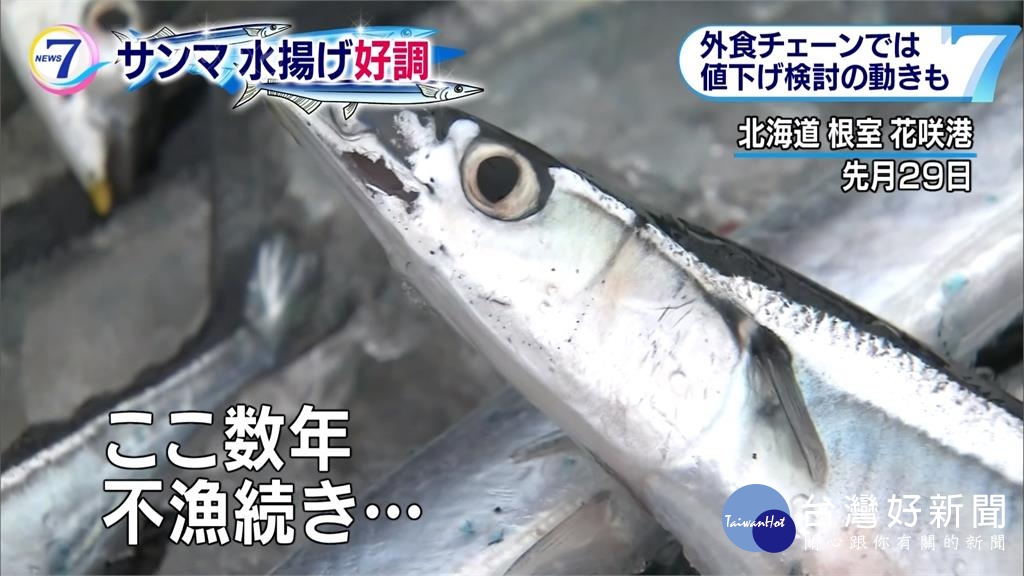 一反往年慘淡 日本秋刀魚今年爆量 台灣好新聞taiwanhot Net