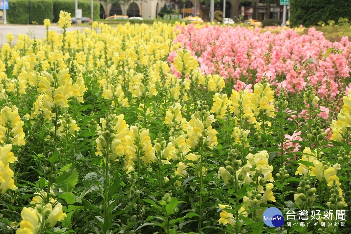 金魚草悠在台北街頭花海美景吸眼球 蕃新聞