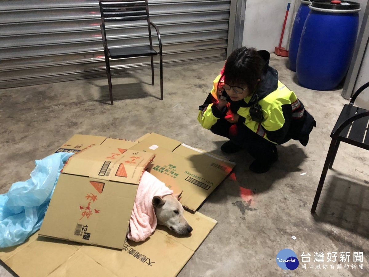 流浪犬遭撞躺路中央　曾任獸醫助理女警急救援 台灣好新聞 第1張