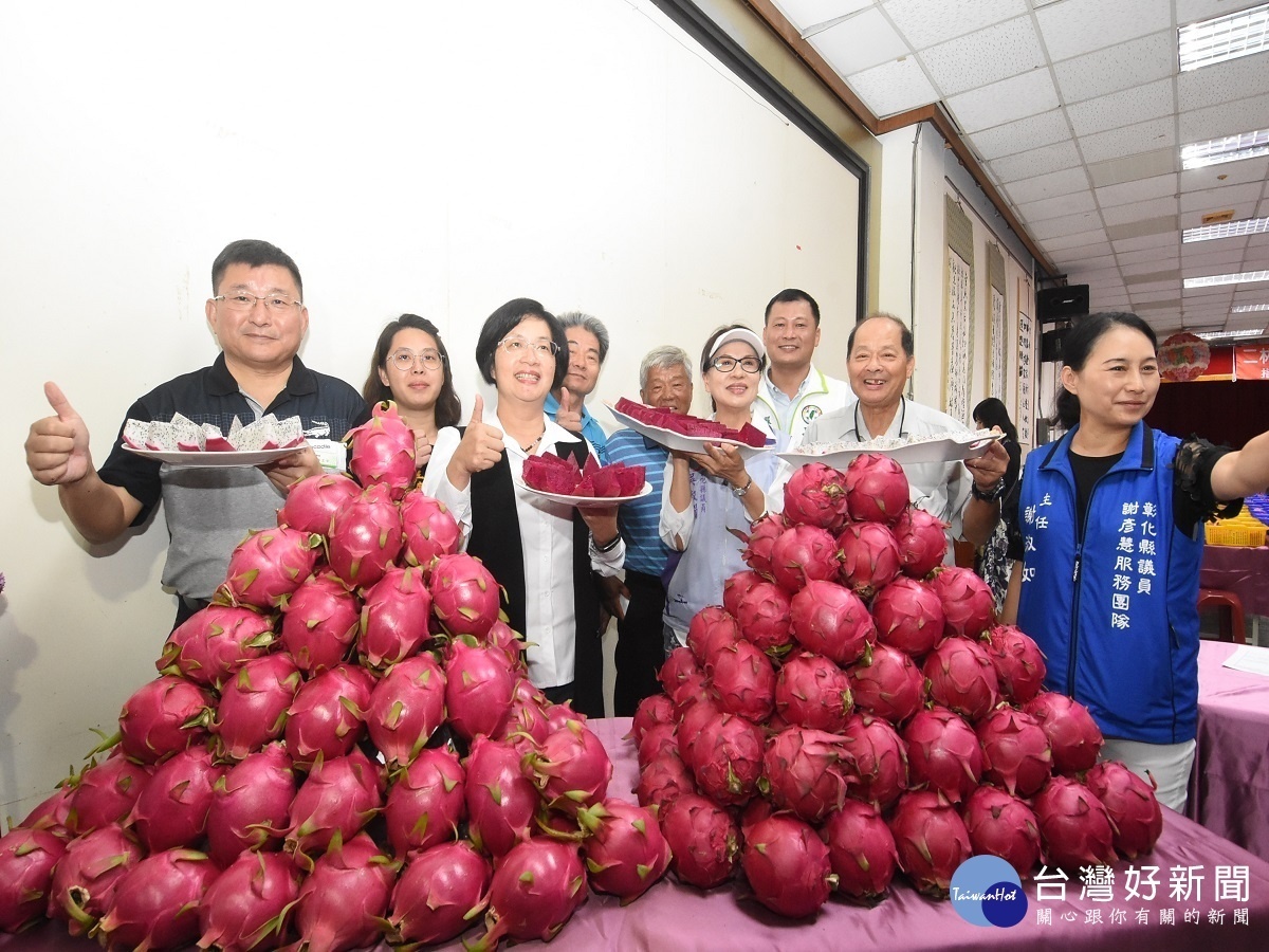 二林鎮紅龍果評鑑　王惠美為彰化優鮮紅龍果代言促銷