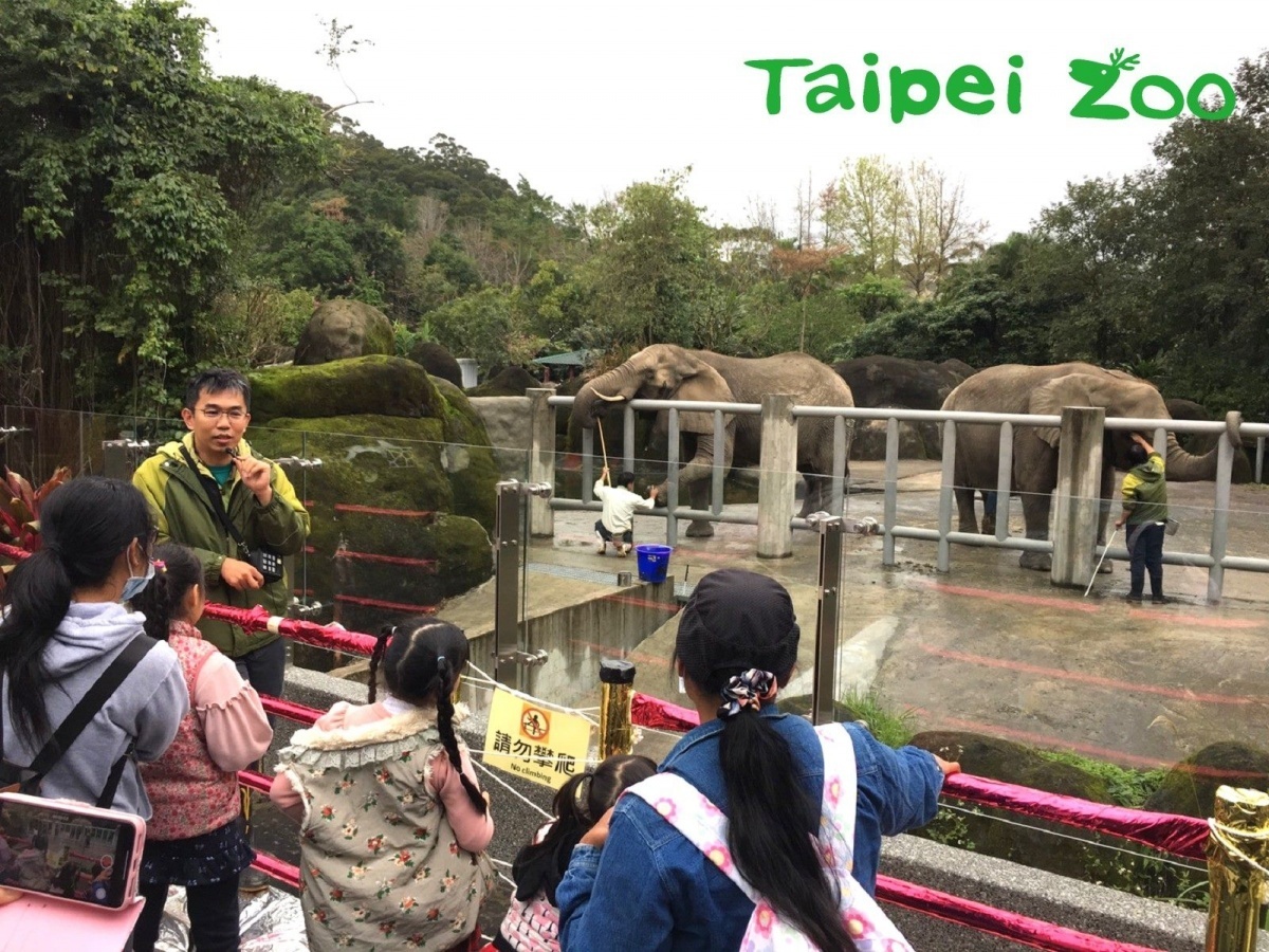 非洲象新教室開課囉！（李沛縈攝）（圖／台北市立動物園提供）