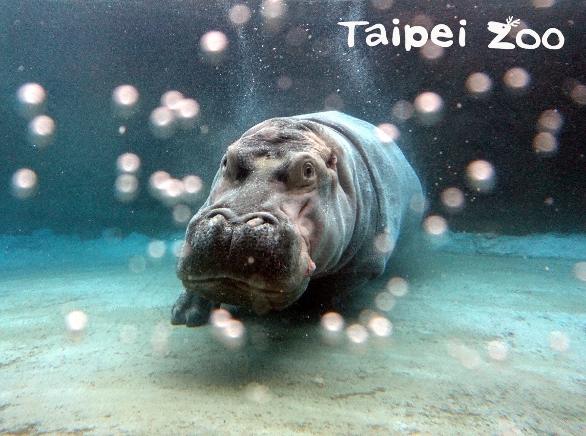 河馬一次換氣就可以潛水長達5分鐘以上。（圖／台北市立動物園提供）