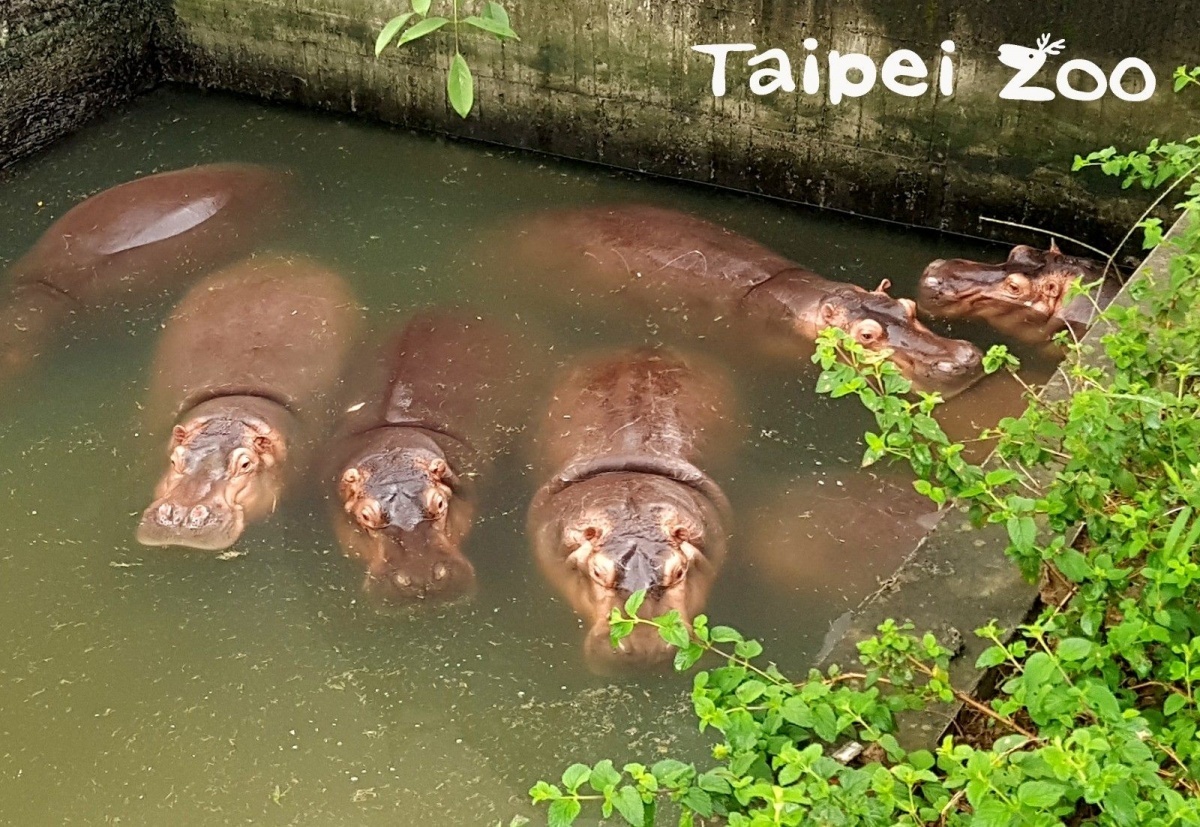 河馬連睡覺時也是待在水裡的唷！（圖／台北市立動物園提供）