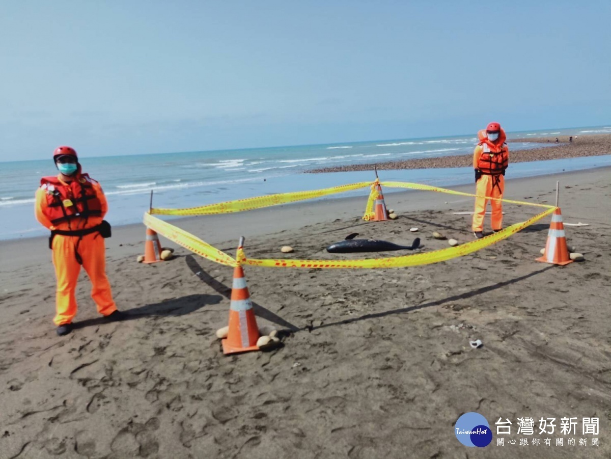 新屋區忘憂門岸際發現1隻死亡鯨豚，第八岸巡隊接獲通報後，聯繫中華鯨豚協會及桃市海岸管理工程處生態保育科協處。