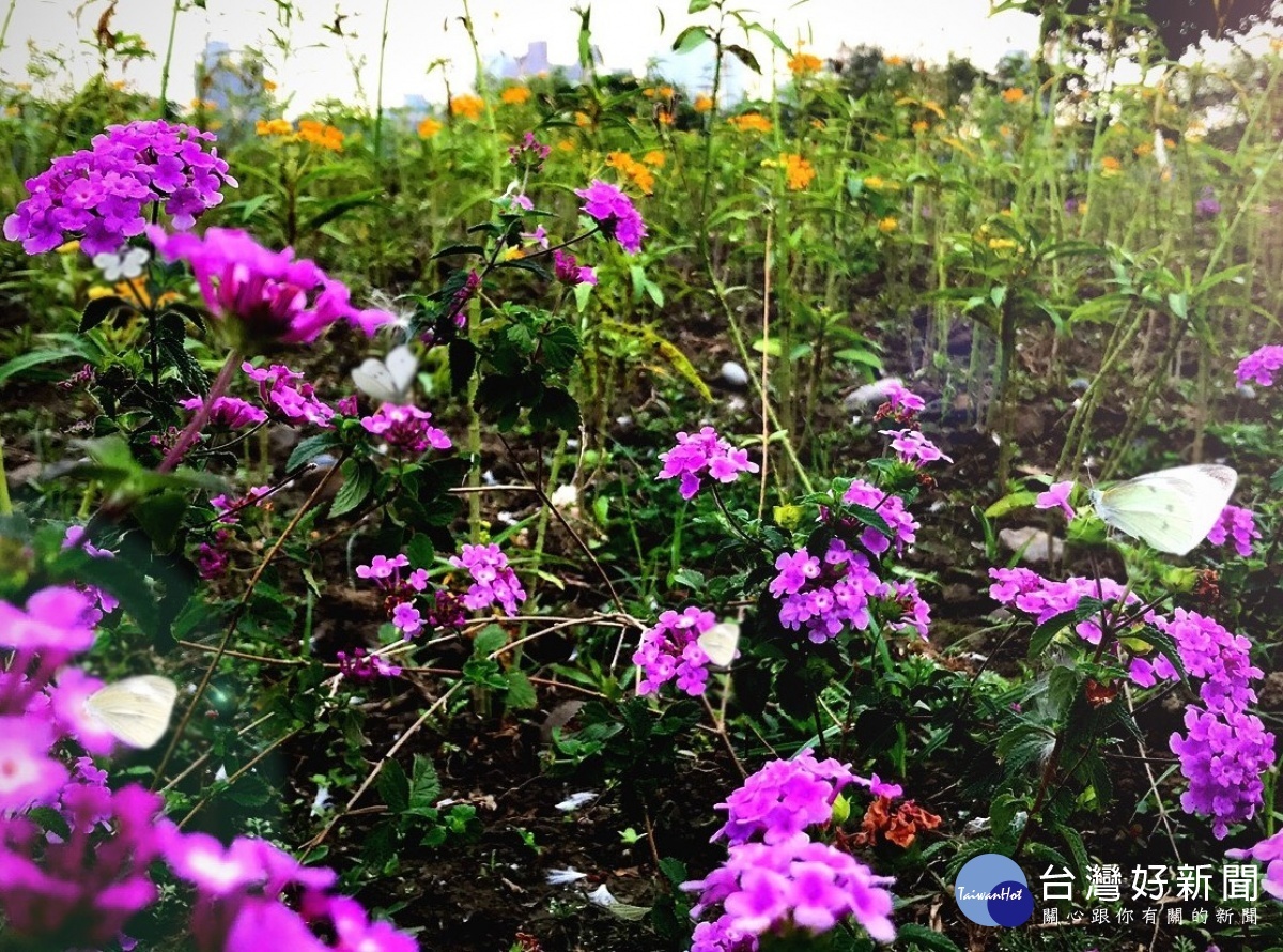 板橋江翠礫間蝴蝶公園新北河濱蝶戀季4月登場 蕃新聞