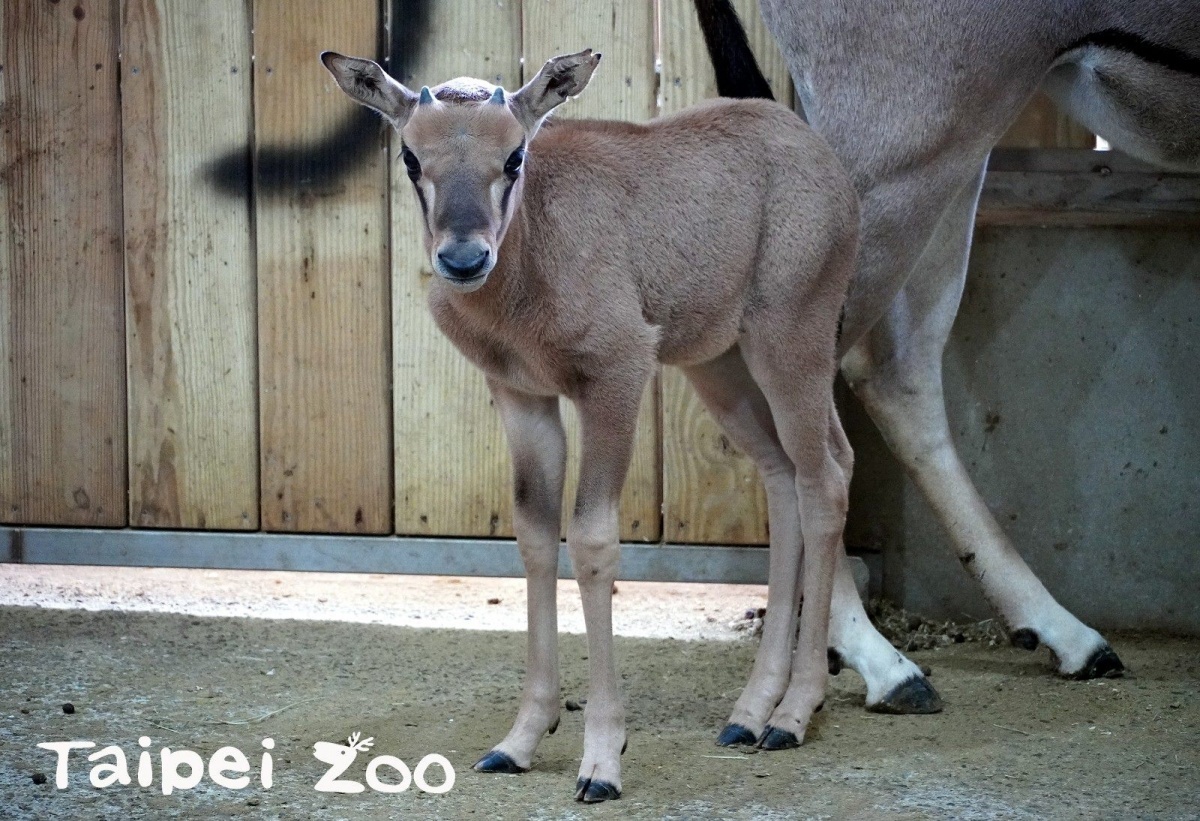 台北市立動物園非洲動物區今年再添一位新成員（圖／台北市立動物園）