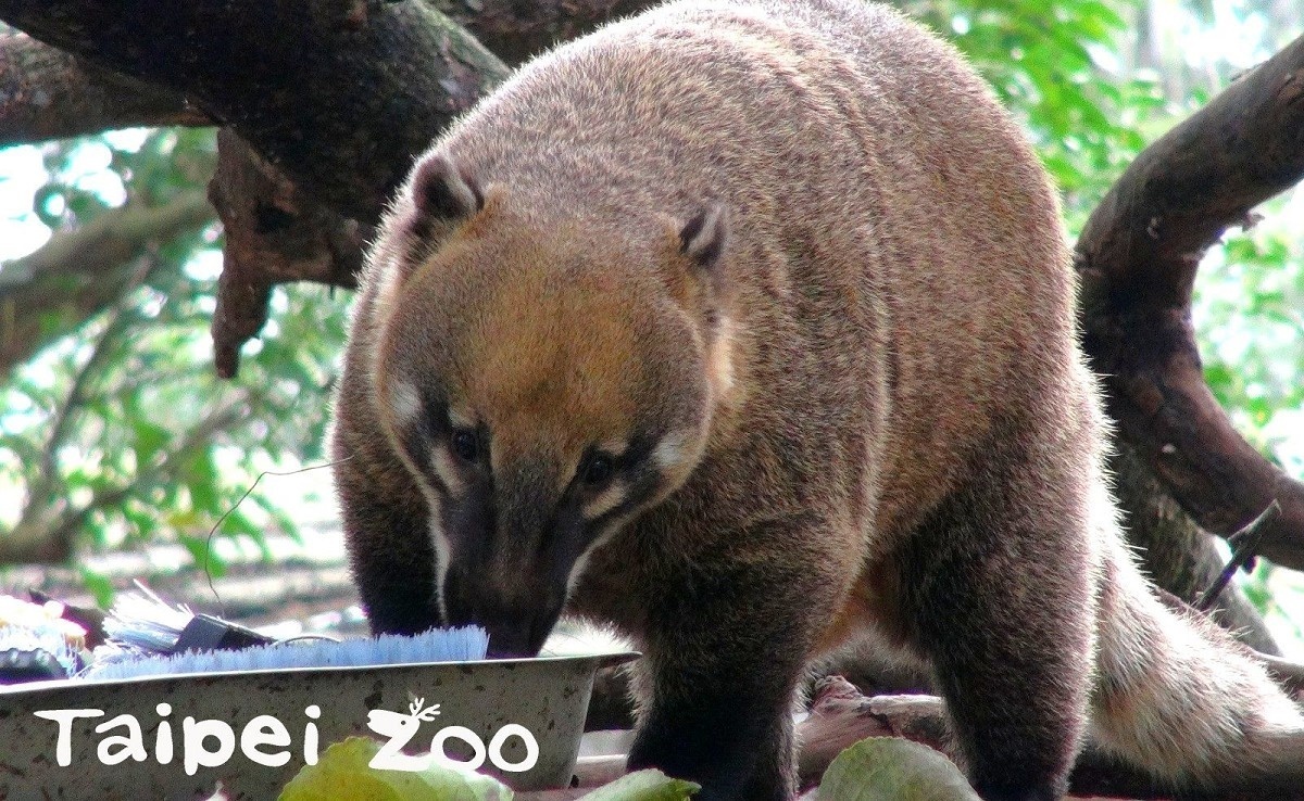 長鼻浣熊是三種浣熊科動物裡白天最活躍的（圖／台北市立動物園）