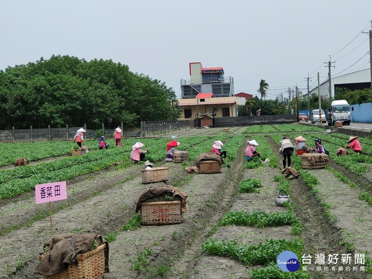 彰化北斗芫荽（香菜）全台第一（香菜田採收香菜）圖／記者鄧富珍攝