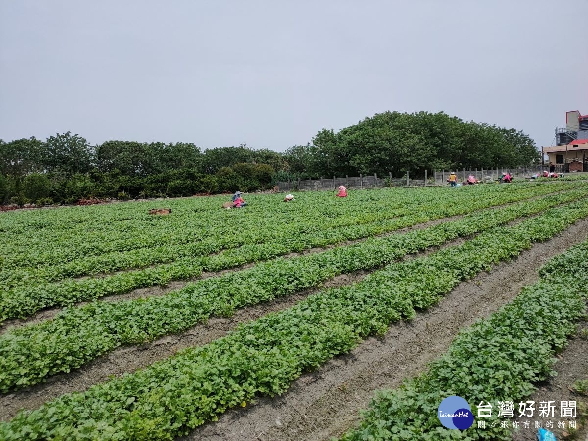 北斗香菜田。圖／記者鄧富珍攝