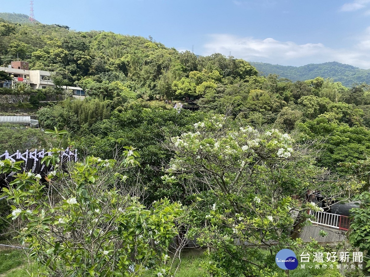 白石湖吊橋旁流蘇綻放（圖／台北市大地處提供）