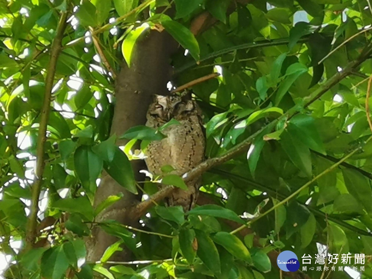 六和高中鳶尾花原生百合綻放 嚶嚶鳥鳴校園生態佳如公園