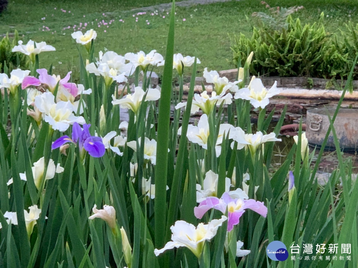 六和高中鳶尾花原生百合綻放 嚶嚶鳥鳴校園生態佳如公園