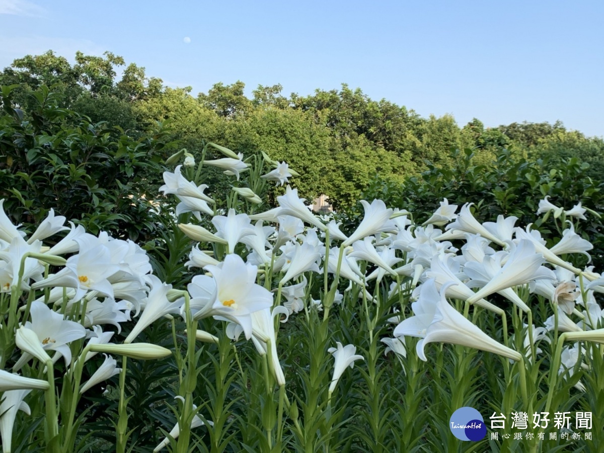 六和高中鳶尾花原生百合綻放 嚶嚶鳥鳴校園生態佳如公園