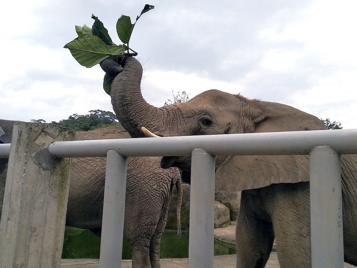 非洲象開心享用麵包樹（圖／台北市立動物園提供）