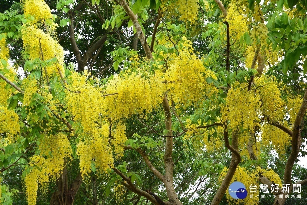 阿勃勒成串下垂，在風中輕顫，有如一場黃金雨（圖／台北市公園處提供）