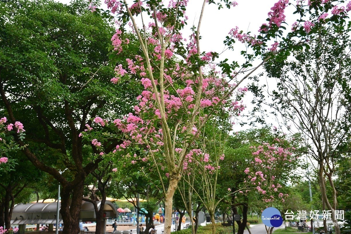 紫薇阿勃勒爭艷　大安森林公園盡是紫紅金黃 台灣好新聞 第3張