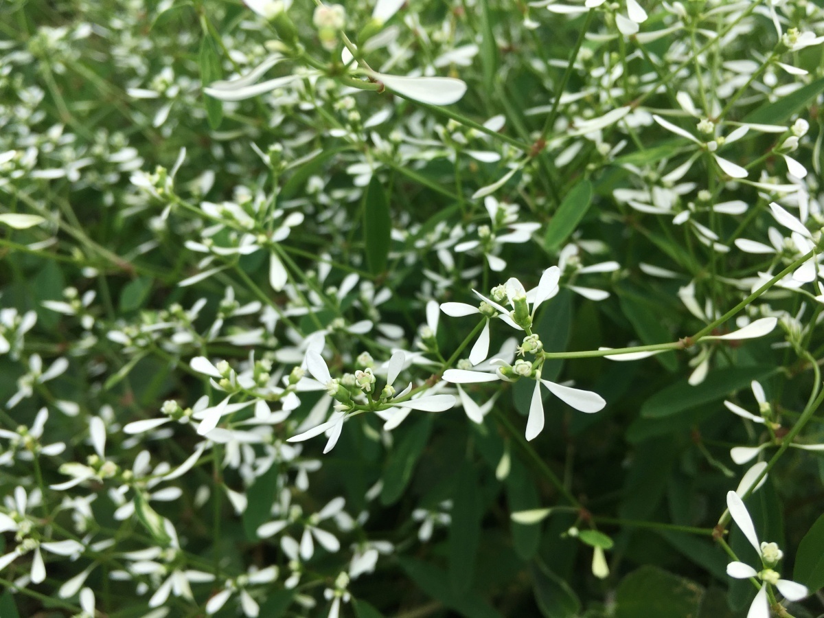 「雪花草」是夏日玫瑰園不可缺少的配角。（圖／台北市公園處提供）