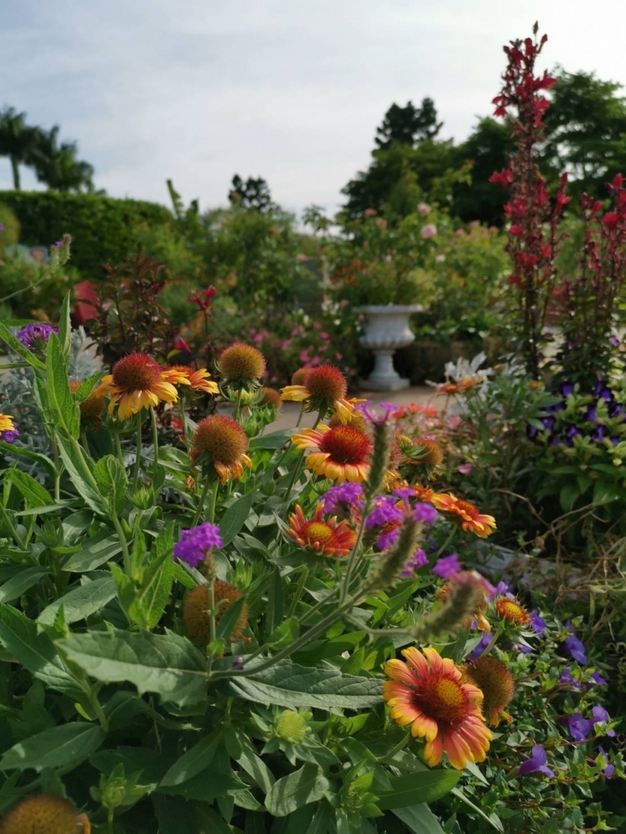 澎湖縣縣花「天人菊」也現蹤其中。（圖／台北市公園處提供）