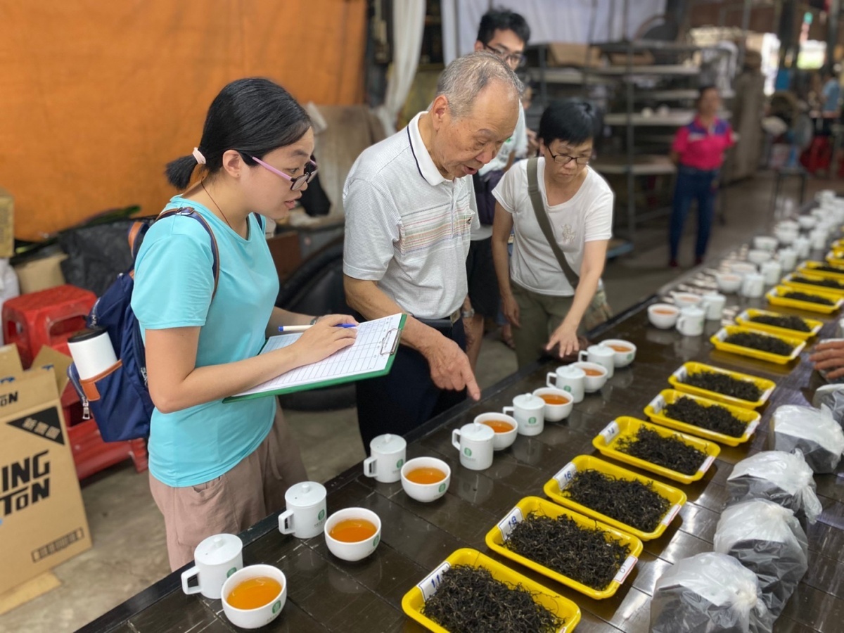 蘆峰紅茶製茶體驗活動 與民共同體驗製茶樂趣