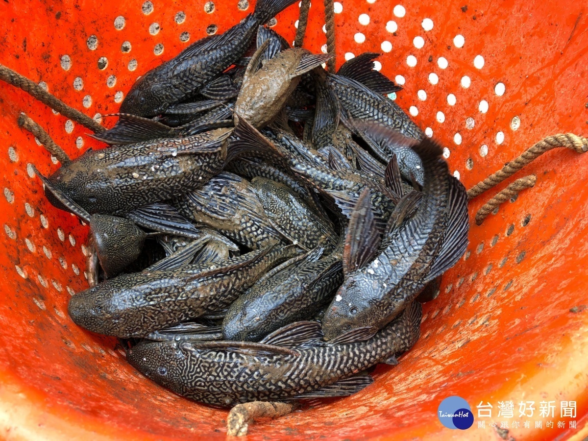 琵琶鼠魚肆虐桃園市的大小埤塘，造成本土魚種生態浩劫