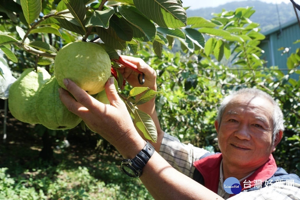 芭樂產銷班長李永振