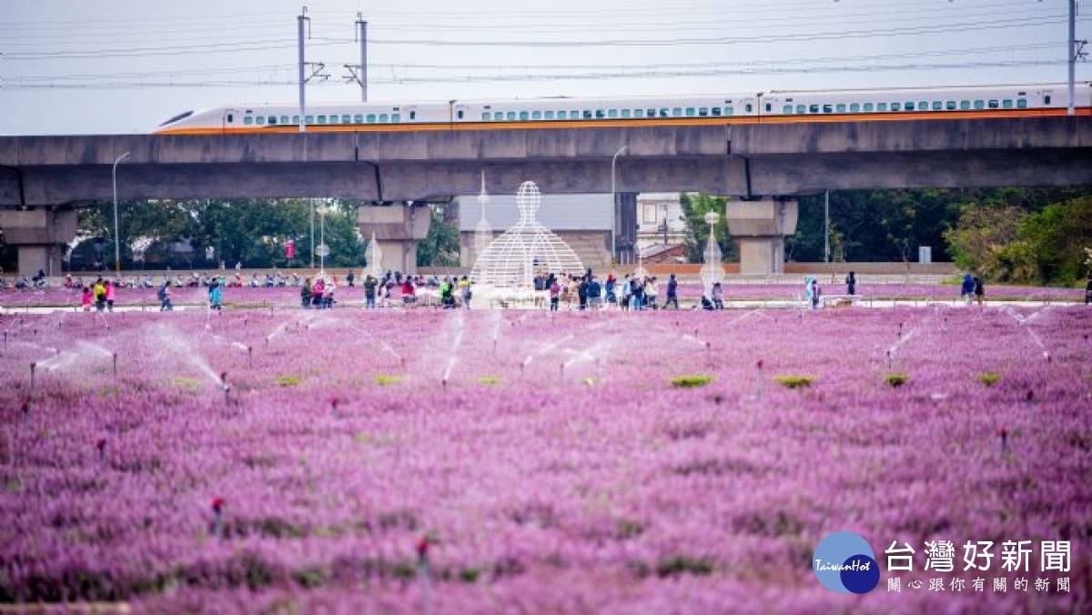 桃園仙草花節盛大開幕一睹浪漫紫色花海 蕃新聞