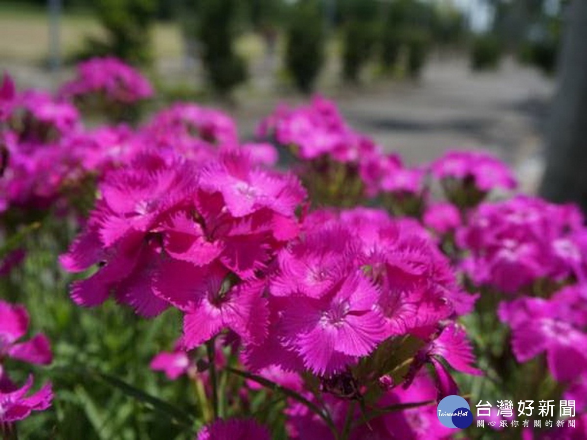 石竹 台農1號 夏胭脂 不怕熱不怕雨夏季花壇新選擇 蕃新聞