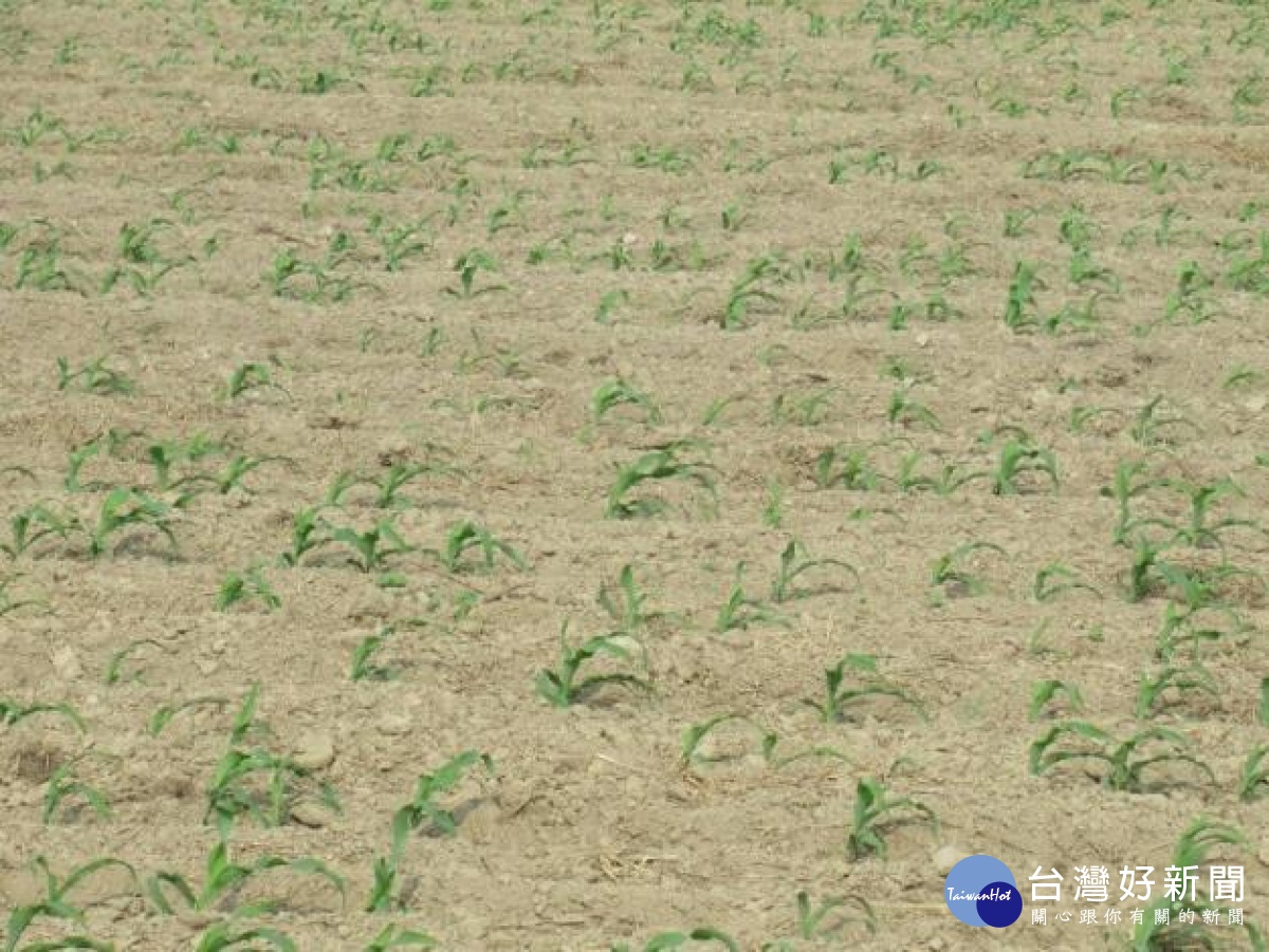臺南玉米因乾旱風災受損嚴重　立委賴惠員要求農委會提高標準救助 台灣好新聞 第1張