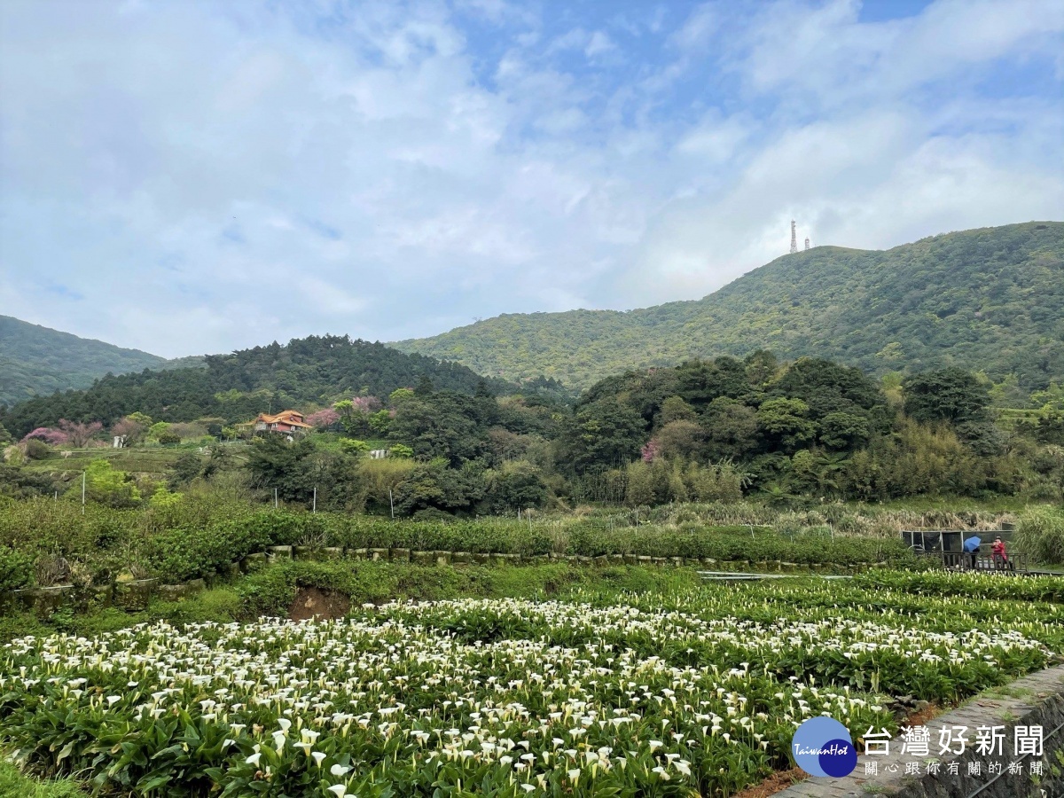 陽明山竹子湖海芋季　3月26日登場