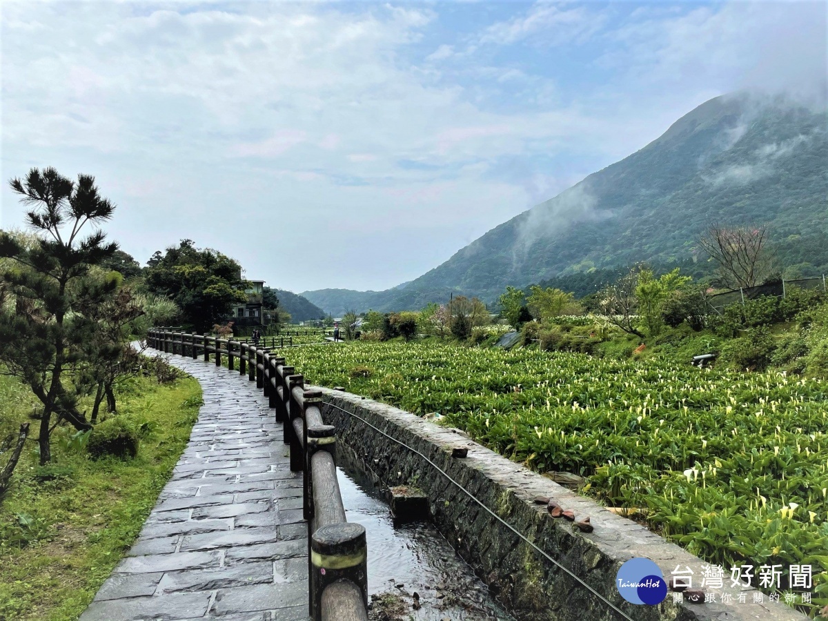 陽明山竹子湖海芋季　3月26日登場